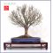 Zelkova serrata bonsai ref: 260501018