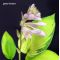 Hosta June fever