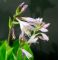 Hosta Whirlwind