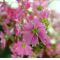 saxifraga fortunei hogyoku