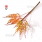 acer matsumurae seeds green globe