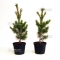 pinus pentaphylla variété "blue lou" pot 5 litres