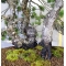 PINUS PENTAPHYLLA bonsai ref: 13040151