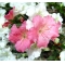 rhododendron kaho bonsai ref: 08070151