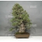 Pinus pentaphylla kokonoe bonsai ref: 22020162