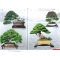 BONSAI FOCUS N° 88