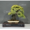 juniperus chinensis doré ref 23060173