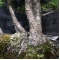 Pinus pentaphylla du Japon ref :9070172