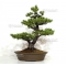 Pinus pentaphylla du Japon ref : 03070173