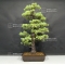 Pinus pentaphylla du Japon ref : 17070175