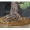 VENDU Pinus pentaphylla du Japon ref : 17070176