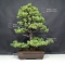 Pinus pentaphylla du Japon ref :5070173