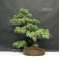 Pinus pentaphylla du Japon ref : 26070173
