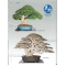 BONSAI FOCUS N° 93