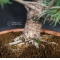 VENDU Pinus pentaphylla  ref :16080173