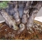 Pinus pentaphylla du Japon ref :11080171
