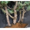 VENDU Pinus pentaphylla du Japon ref :16080176