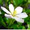 gardenia jasminoides ref :14080172