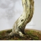 VENDU juniperus chinensis ref : 11090172