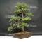 Pinus pentaphylla du Japon ref :17110172