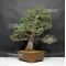 Pinus pentaphylla "zuisho"ref :17110174