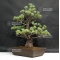 Pinus pentaphylla du Japon ref :17110176