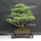 Pinus pentaphylla du Japon ref : 19110171