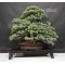 VENDU Pinus pentaphylla du Japon ref :19110173