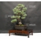 vendu Pinus pentaphylla du Japon ref : 21110173