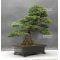 Pinus pentaphylla zuisho 25040181