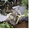 VENDU Juniperus rigida 11050184