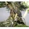 VENDU Juniperus chinensis itoigawa 16050181