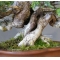 Juniperus chinensis itoigawa 18050183
