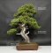 VENDU Juniperus chinensis itoigawa 28020188