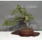 Juniperus chinensis 28050182