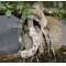 VENDU rhododendron laeteritium tensho 28050185