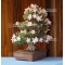 Rhododendron nikko 05060181