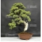 juniperus rigida ref :20060183