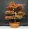 VENDU rhododendron kin no hana 22060184 PROMOTION