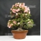 rhododendron waka ebisu 25060182 PROMOTION