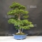 VENDU acer palmatum shishigashira ref:27060181