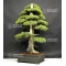 VENDU juniperus rigida ref: 29060184
