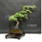 Pinus pentaphylla 6070186