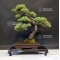 Pinus pentaphylla 9070181