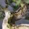 VENDU juniperus chinensis itoigawa ref: 30070184