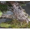 pinus pentaphylla ref:22101085