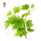 set of 6 bags of seeds japanese maple