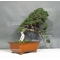 PT Juniperus chinensis itoigawa 25050181