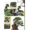 BONSAI FOCUS N° 105