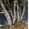 Pinus pentaphylla du Japon ref :10070172